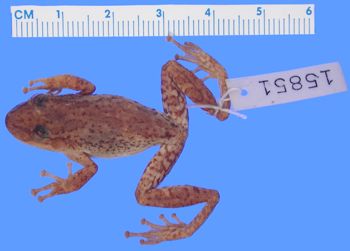 Media type: image; Herpetology A-15851